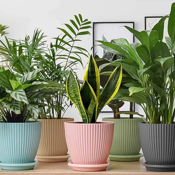 02_2e0718ba-efc6-407b-aca4-473aed5e77af Plastic Flower Pot with Bottom Tray (5 Pcs Set) - Image 1