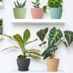 Plastic Flower Pot with Bottom Tray (5 Pcs Set) - Image 2
