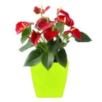 Flower Pots Square Shape For Indoor / Outdoor Gardening ( Set of 5 ) - Image 3